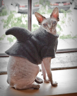 Illustration for article titled Sphynx Cat Ideal for Wealthy Recluse with Allergy
